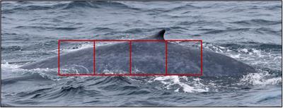 Skin Deep: An Assessment of New Zealand Blue Whale Skin Condition